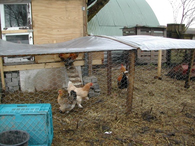 Sfeerimpressie van Werken op een ecologische boerderij de Boterbloem  (er is op dit moment geen instroom mogelijk ) bij  Stichting Landzijde