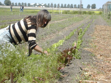 Sfeerimpressie van Werken op een ecologische boerderij de Boterbloem  (er is op dit moment geen instroom mogelijk ) bij  Stichting Landzijde